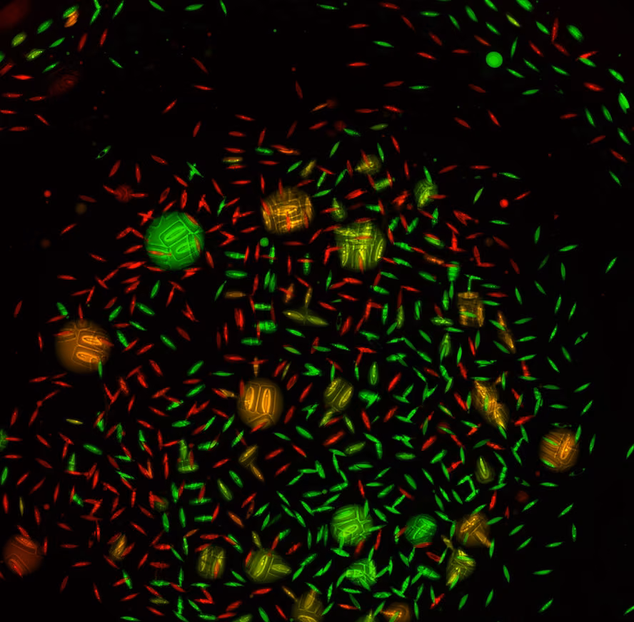 Quantum Diagnostics