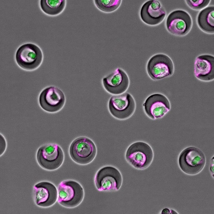 Lab on a Particle