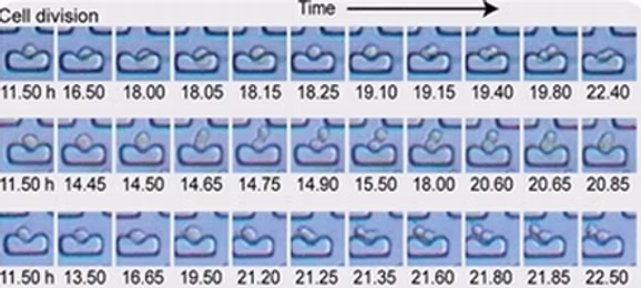 Screen Shot 2019-03-27 at 4.58.25 PM.png