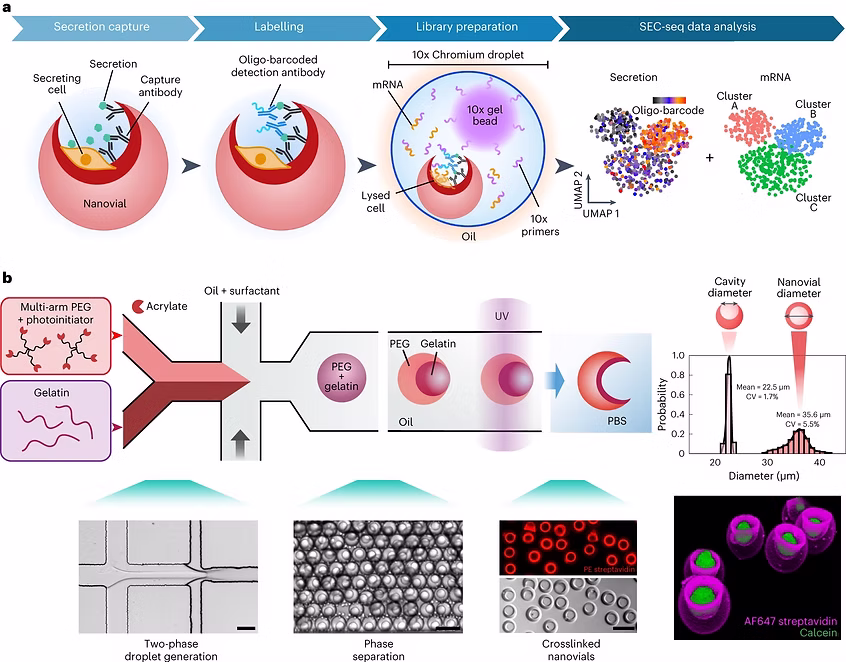 Associating growth factor secretions and transcriptomes of single cells in nanovials using SEC-seq