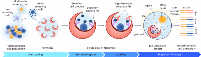 Linking single-cell transcriptomes with secretion using SEC-seq