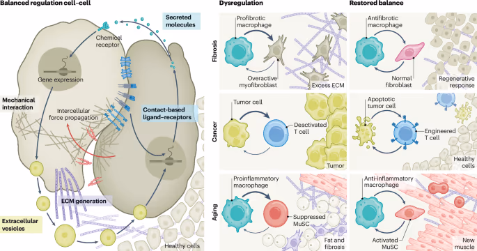Mapping and engineering the human cell-cell interactome